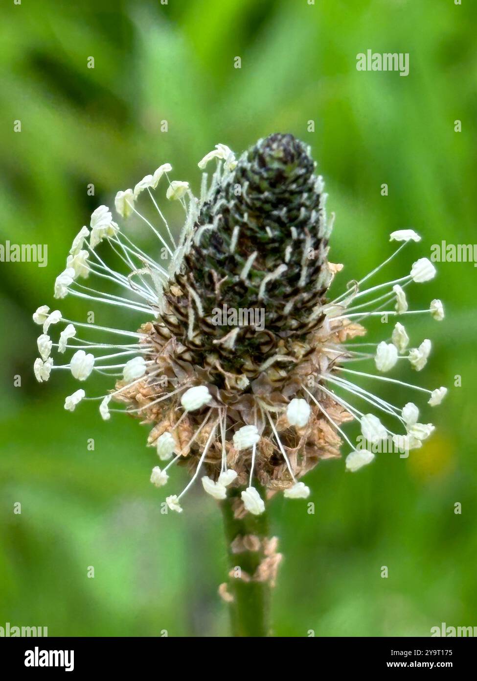 Ribwort Plantain (plantago lanceolata) Wild Flower or Weed in Grassy Areas Somerset England uk. - Smartphone Captured Stock Image