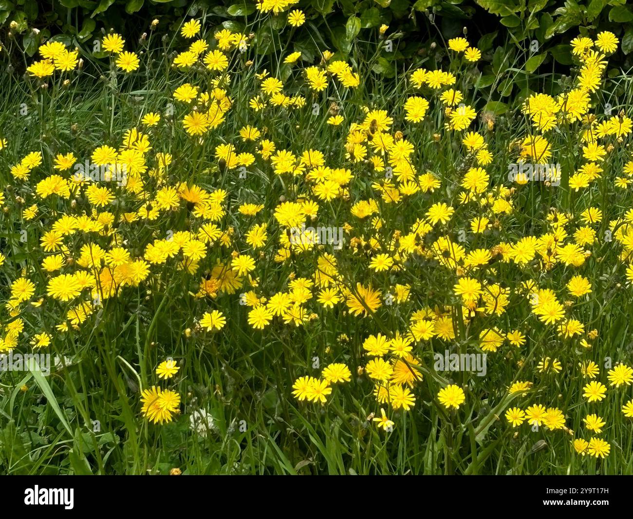 Dandelions (Taraxacum officinale) - Smartphone Captured Stock Image