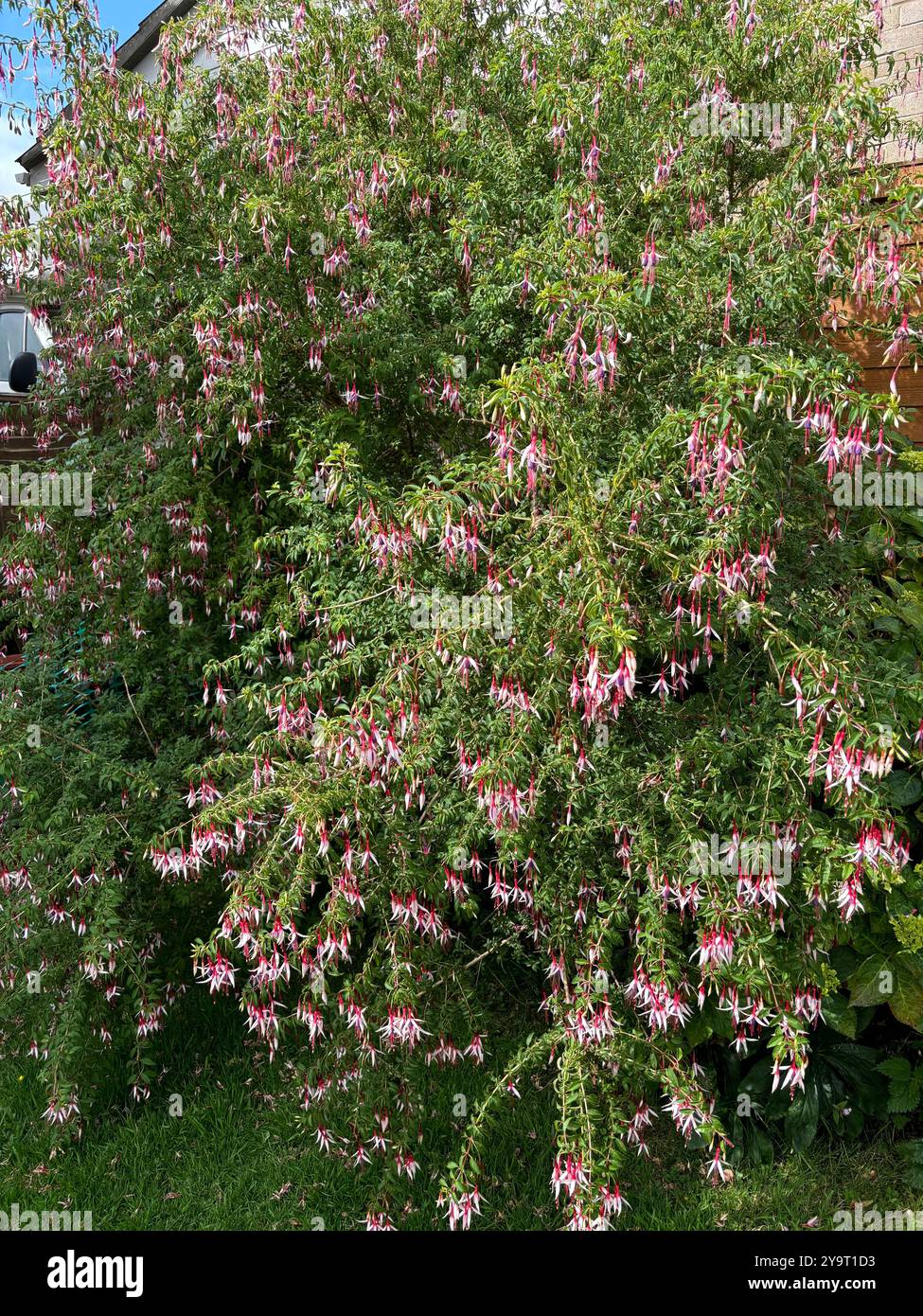 Fuchsia (Coccinea) in a Somerset Garden in the Summer - Smartphone Captured Stock Image