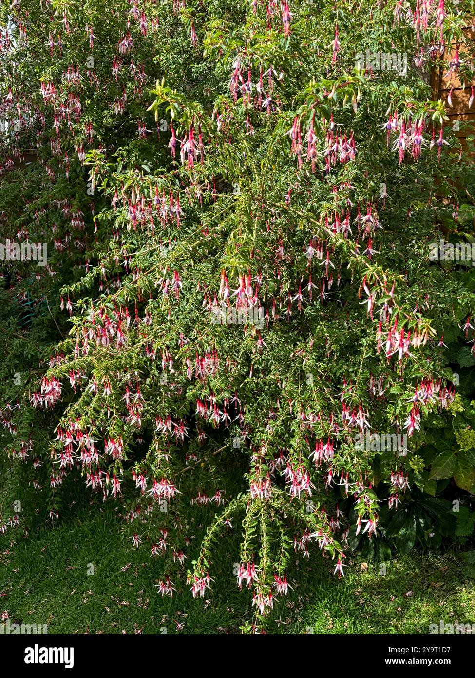 Fuchsia (Coccinea) in a Somerset Garden in the Summer - Smartphone Captured Stock Image