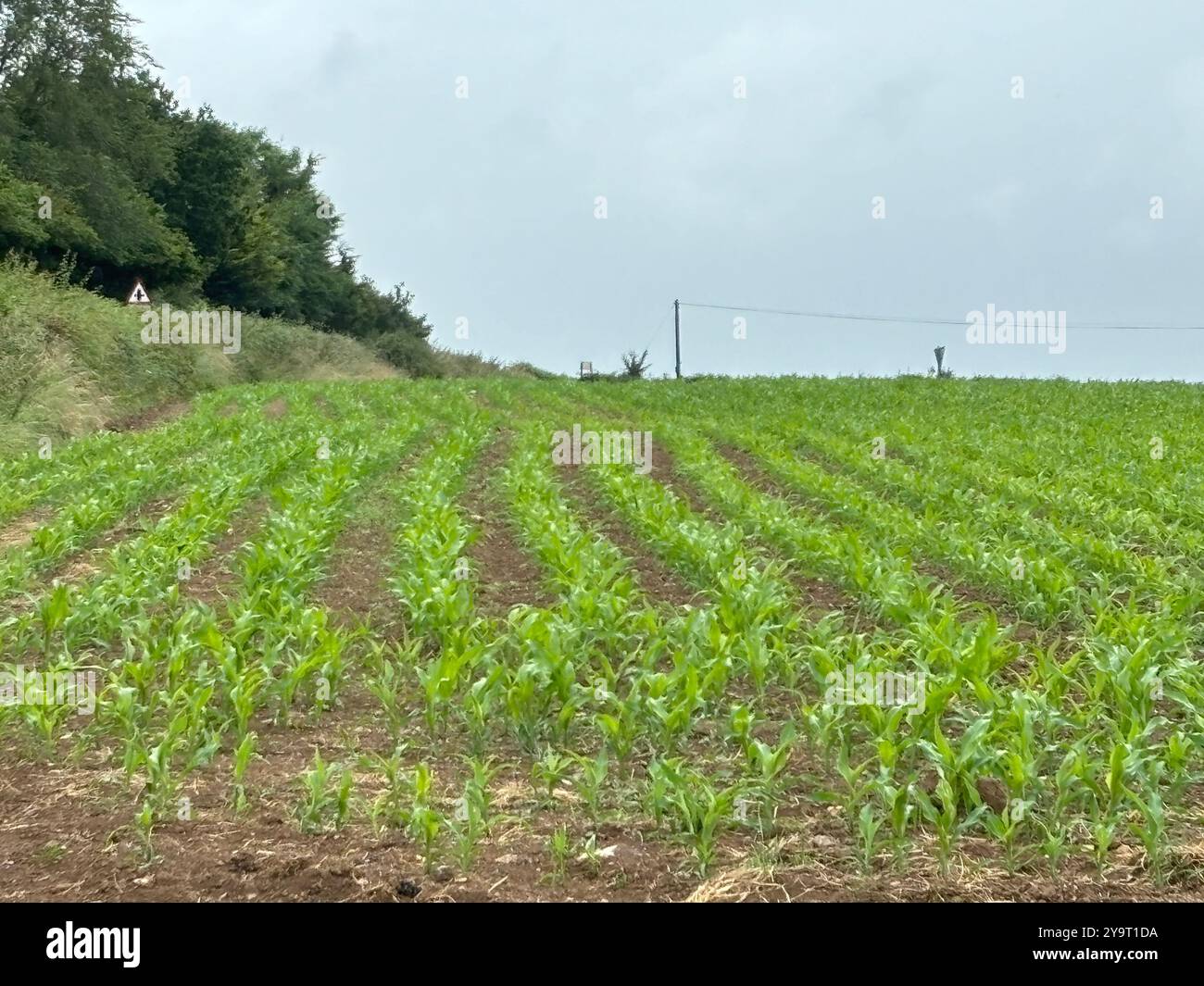 Sweatcorn (zea mays) growing in a field during the Summer Somerset England uk - Smartphone Captured Stock Image