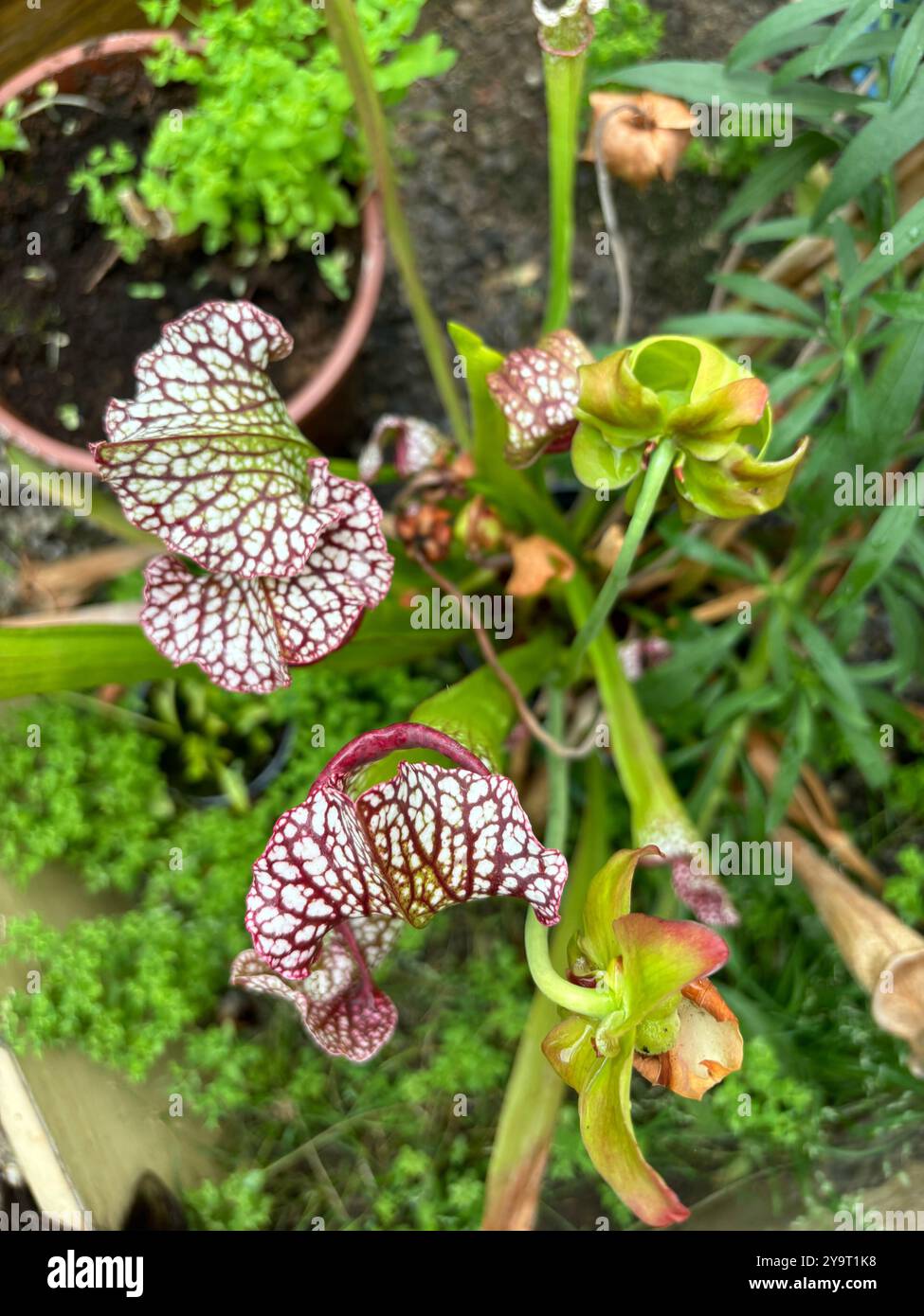 Trumpet Pitchers (Sarracenias) in the Green House Chard Somerset England uk - Smartphone Captured Stock Image
