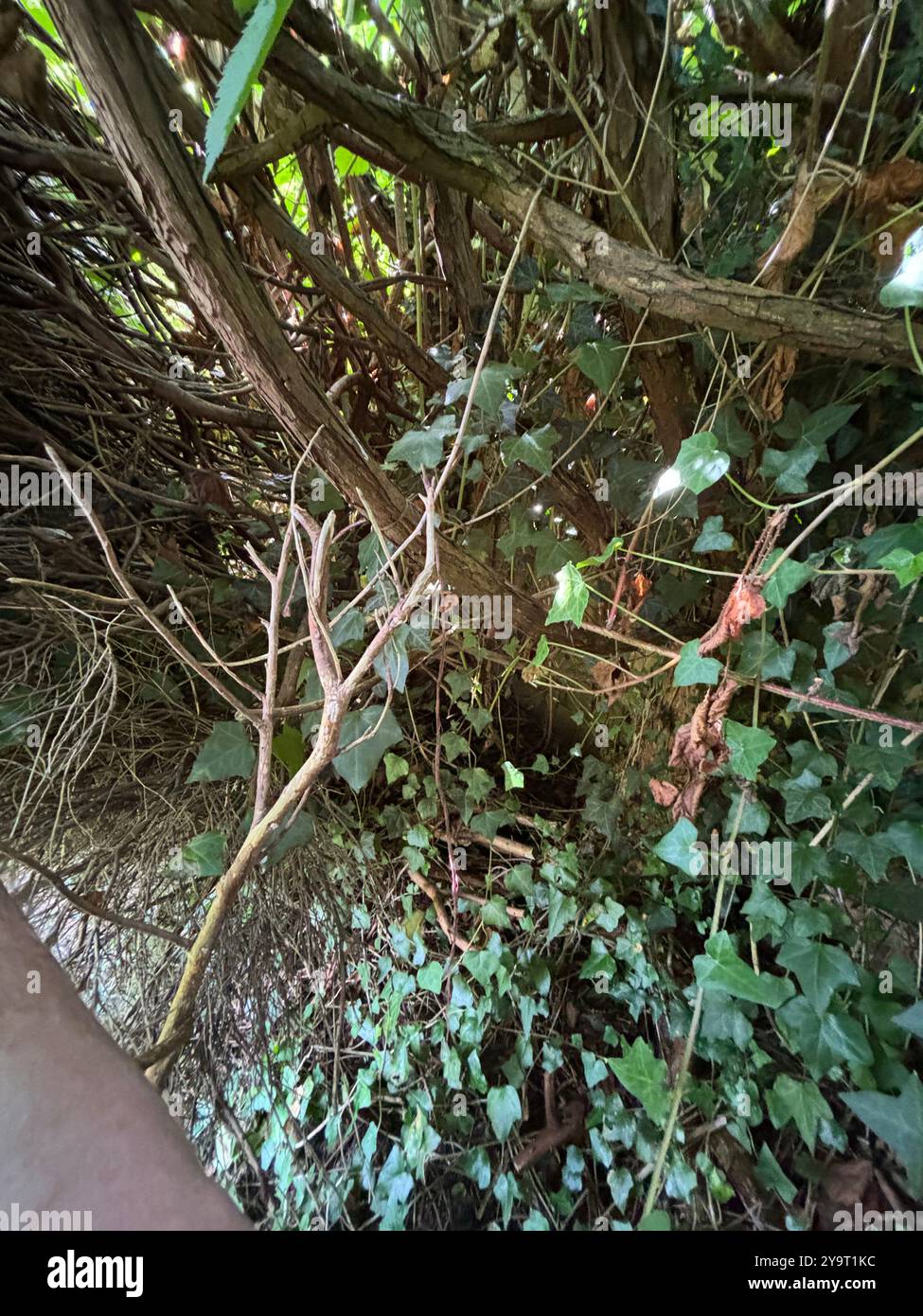 Ivy covering Conifer Hedge slowly killing the Conifer Trees Chard Somerset England uk - Smartphone Captured Stock Image