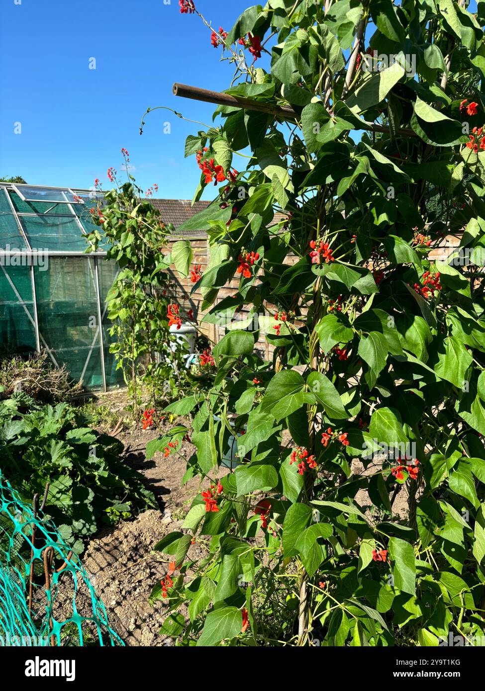 Scarlet Runner Beans (phaseolus coccineus) Buds in August the Summer Chard Somerset England uk - Smartphone Captured Stock Image