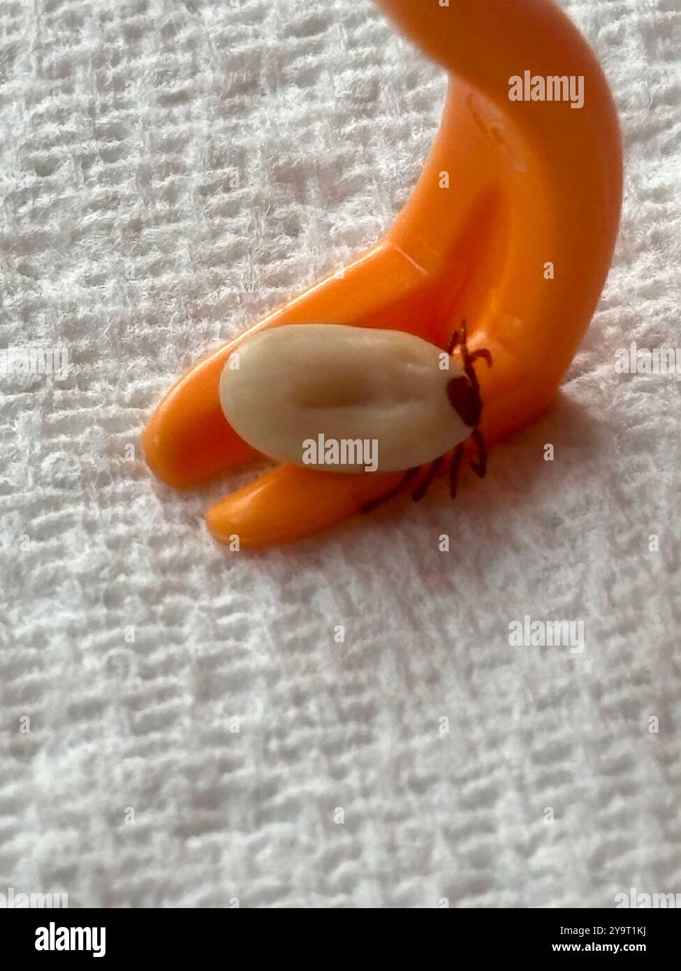 Tick (lxodida) fully engorged arachnid Chard Somerset England uk. - Smartphone Captured Stock Image