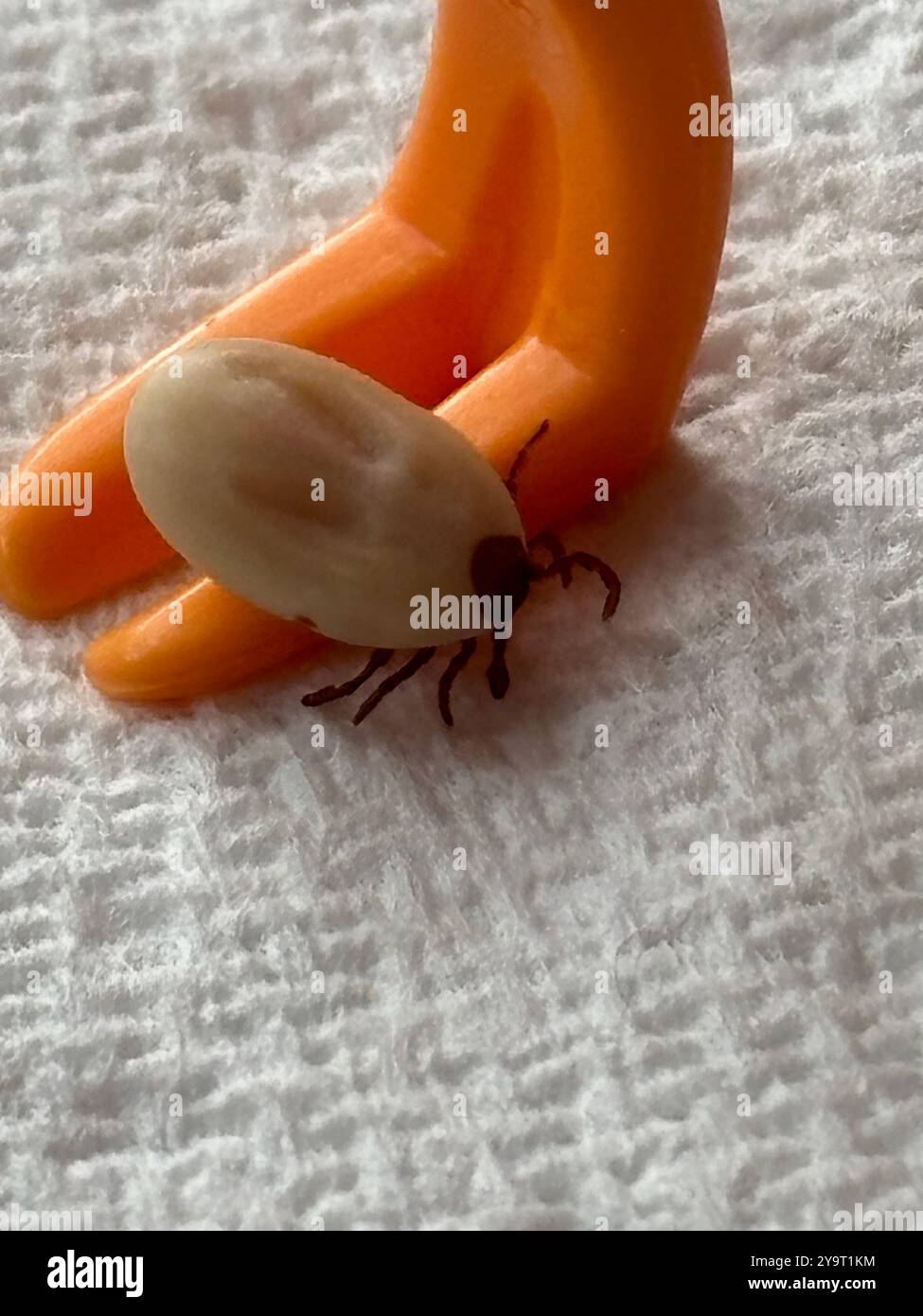 Tick (lxodida) fully engorged arachnid Chard Somerset England uk. - Smartphone Captured Stock Image
