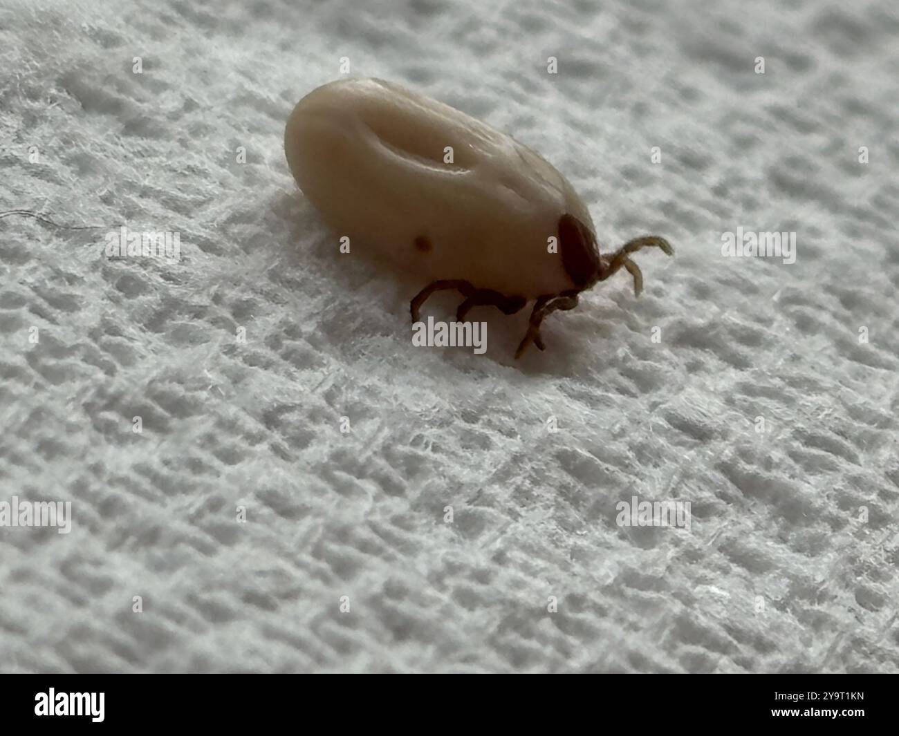 Tick (lxodida) fully engorged arachnid Chard Somerset England uk. - Smartphone Captured Stock Image