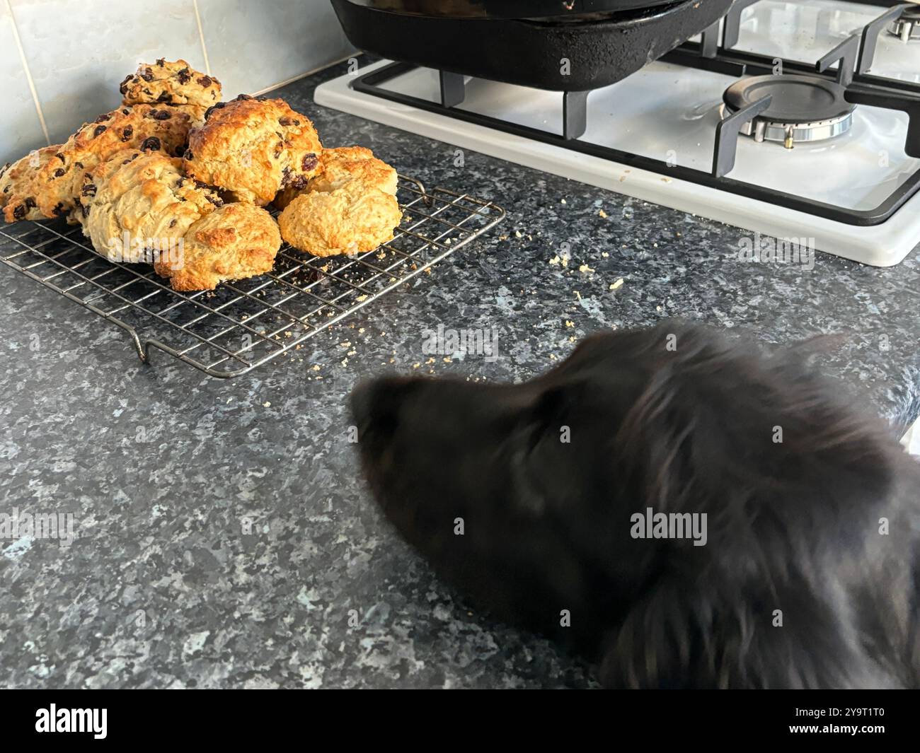 Rock Cakes cooling on wire tray in kitchen with our Cocker Spaniel watching Chard Somerset England uk - Smartphone Captured Stock Image