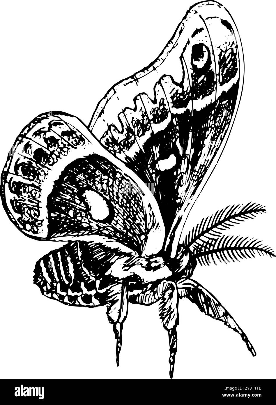 Moth - hand drawn illustration of insect in black and white Stock Photo ...