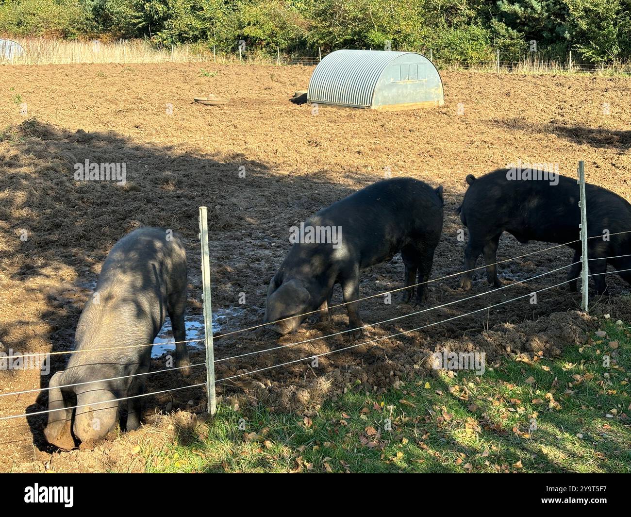 Large black pigs living free range outdoors on smallholding, Suffolk, England, UK - Smartphone Captured Stock Image