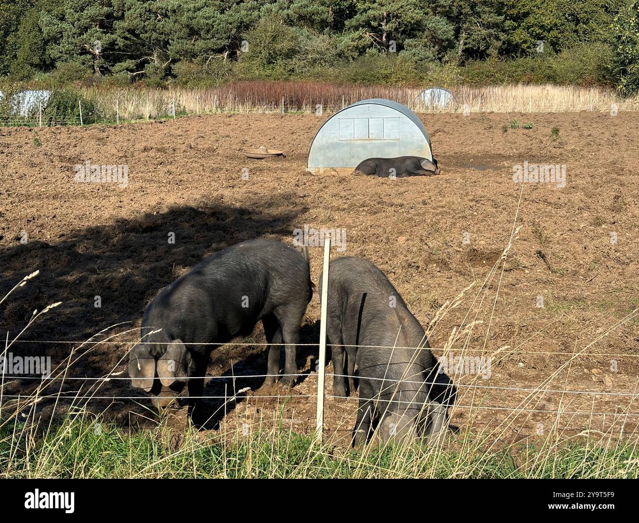 Large black pigs living free range outdoors on smallholding, Suffolk, England, UK - Smartphone Captured Stock Image