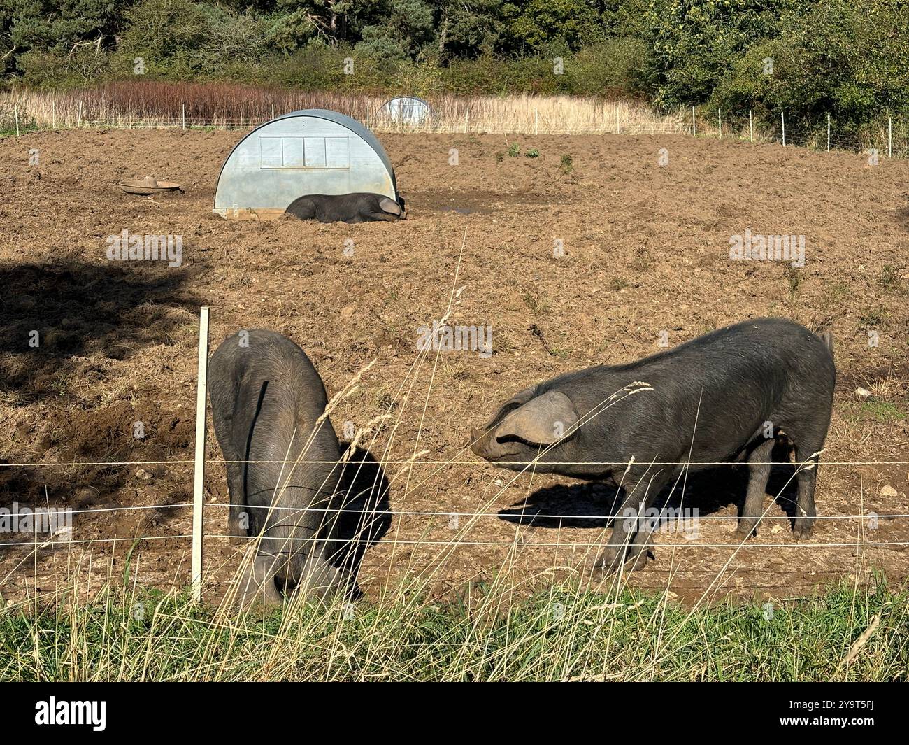 Large black pigs living free range outdoors on smallholding, Suffolk, England, UK - Smartphone Captured Stock Image