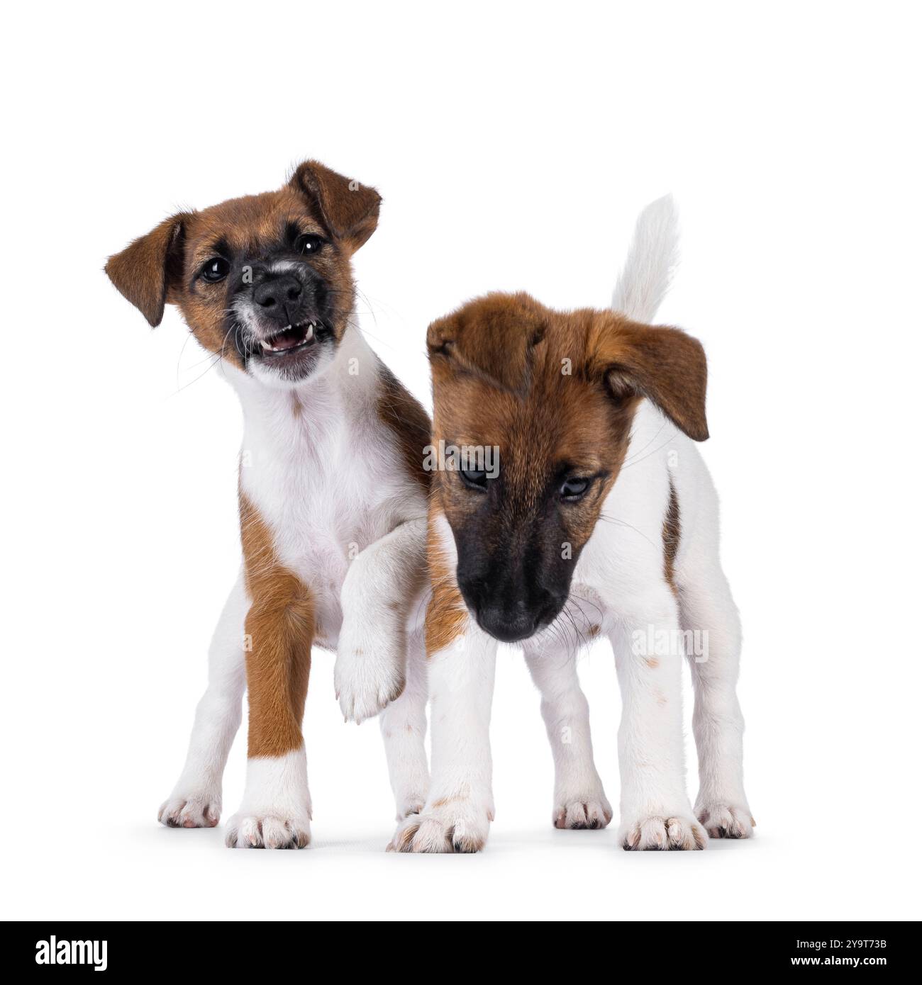 Smooth Fox Terrier Umbrella Smooth Fox Terrier Umbrella