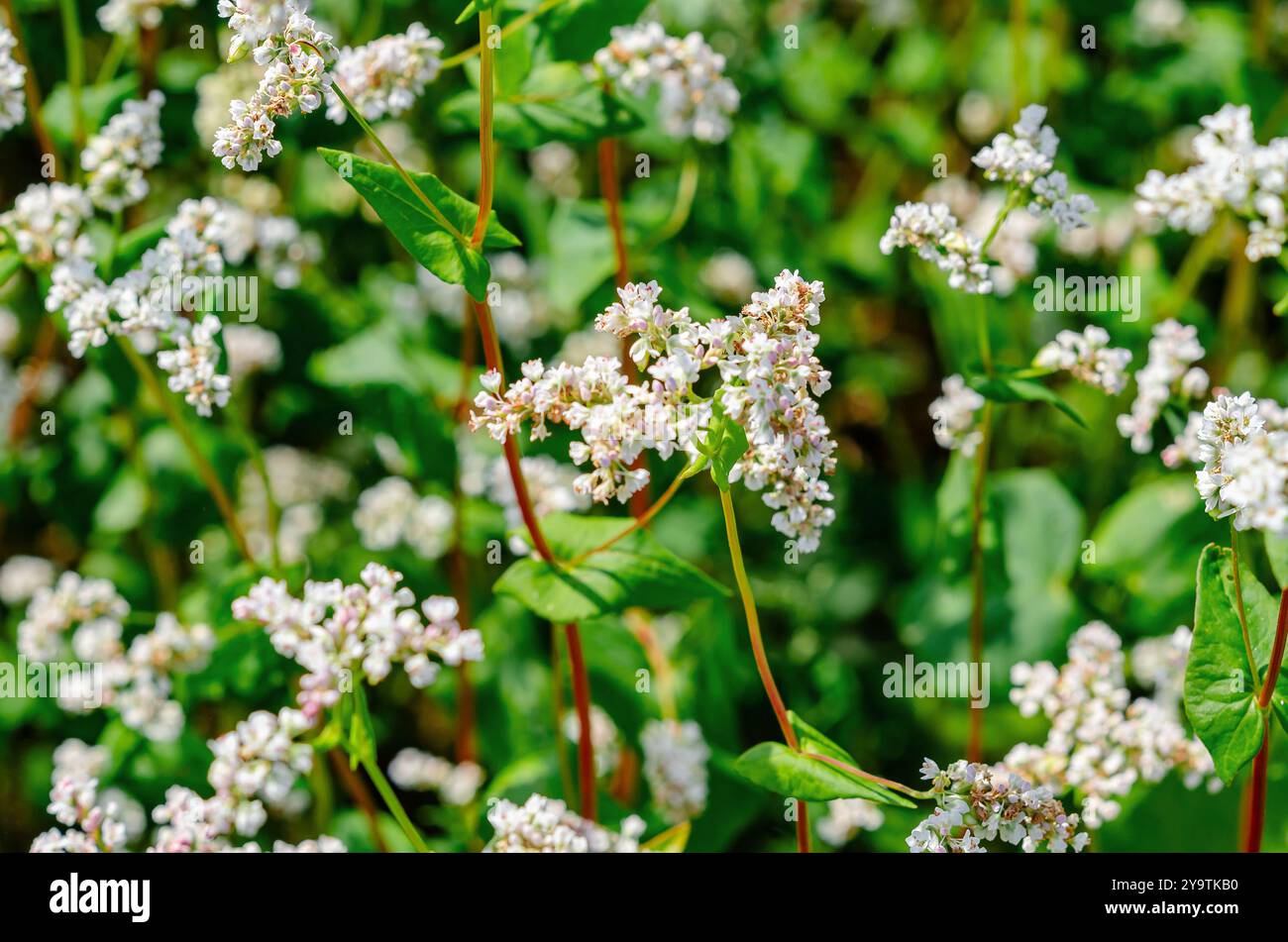 Field of flowering buckwheat (Fagopyrum esculentum),close-up. Botanical collection of edible plants Stock Photo