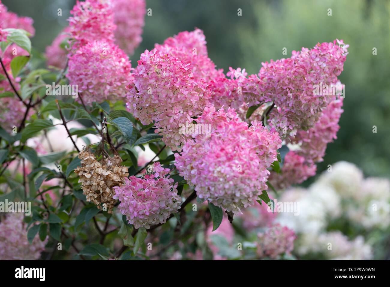 Hydrangea paniculata Vanille Fraise on a stem Stock Photo