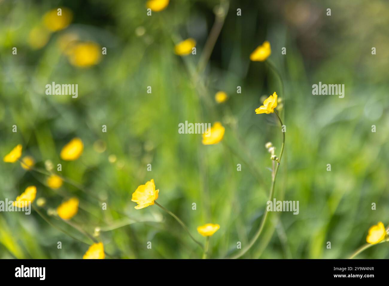 Small wild yellow flowers on a summer meadow, close-up natural photo ...