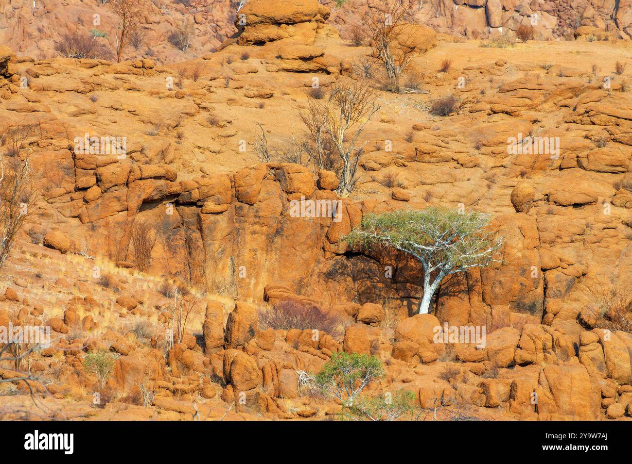 White trunk Sheperd tree growing in the roks in Damaraland, Namibia ...