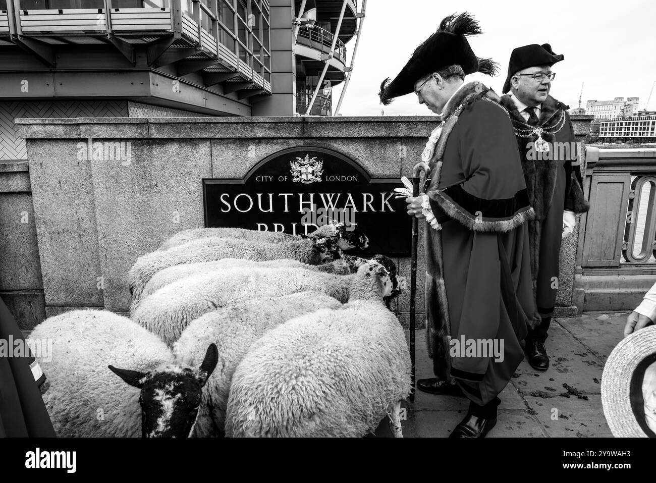 The Lord Mayor of London Michael Mainelli and Dignitaries Herding Sheep ...