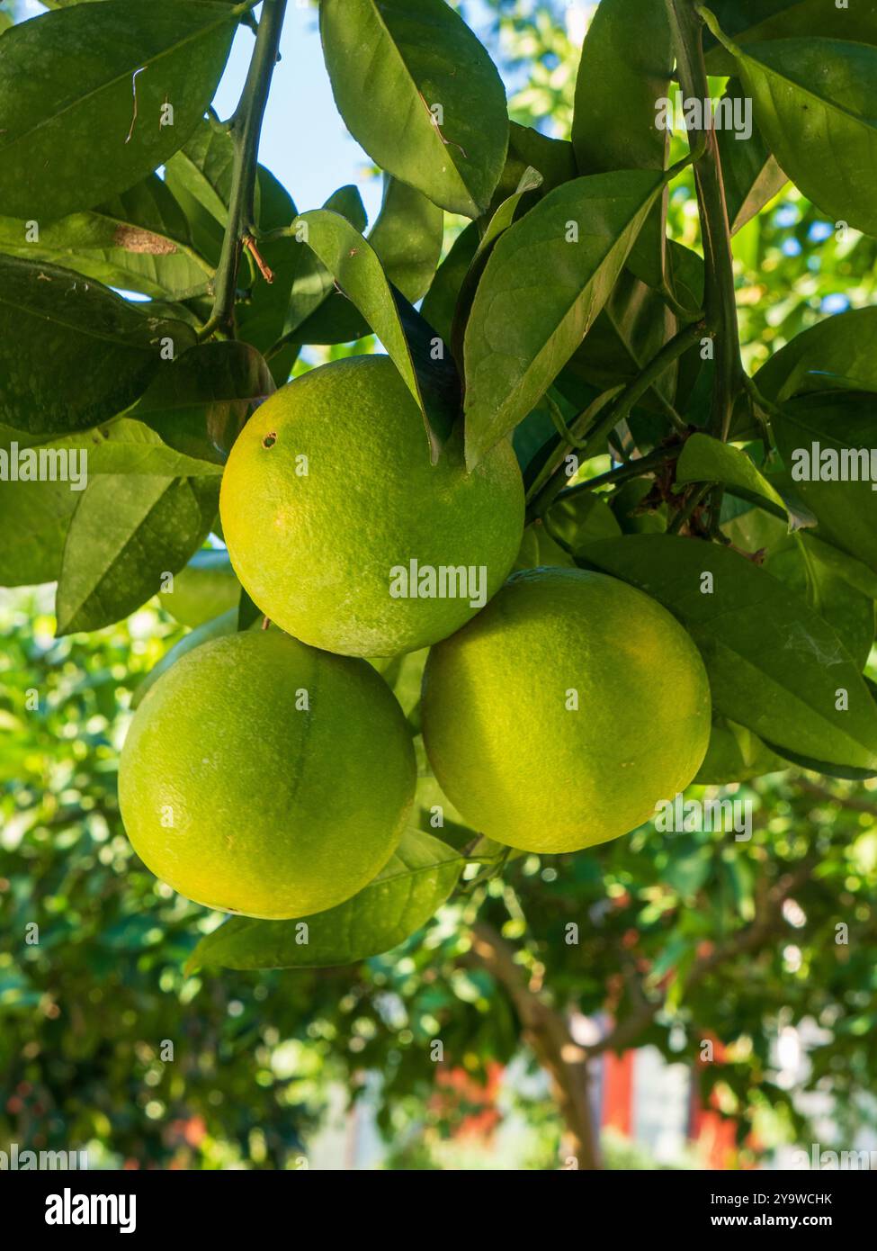 Fresh Sweet lime, fresh on the tree Stock Photo