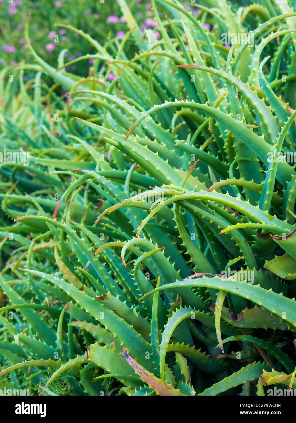 Aloe vera bush hi-res stock photography and images - Alamy