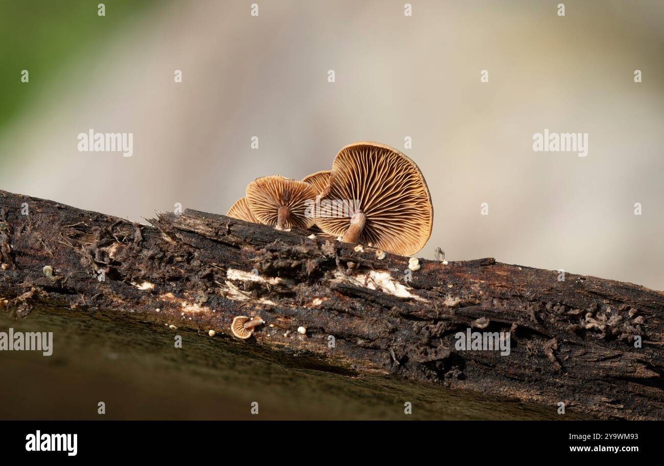 Wood Oysterling - Melanotus horizontalis Stock Photo