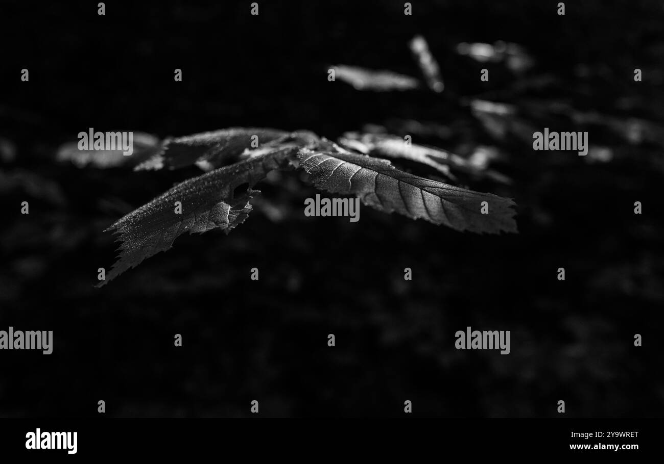 Beech tree fagus sylvatica fagaceae Black and White Stock Photos ...