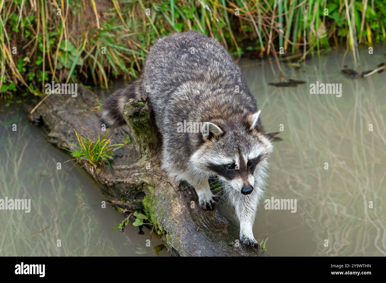 Species Racoon Common raccoon / North American racoon (Procyon lotor) crossing stream ...