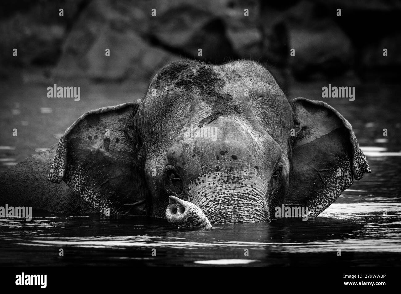 A lonely elephant swimming in the lakes of Sri Lanka Stock Photo