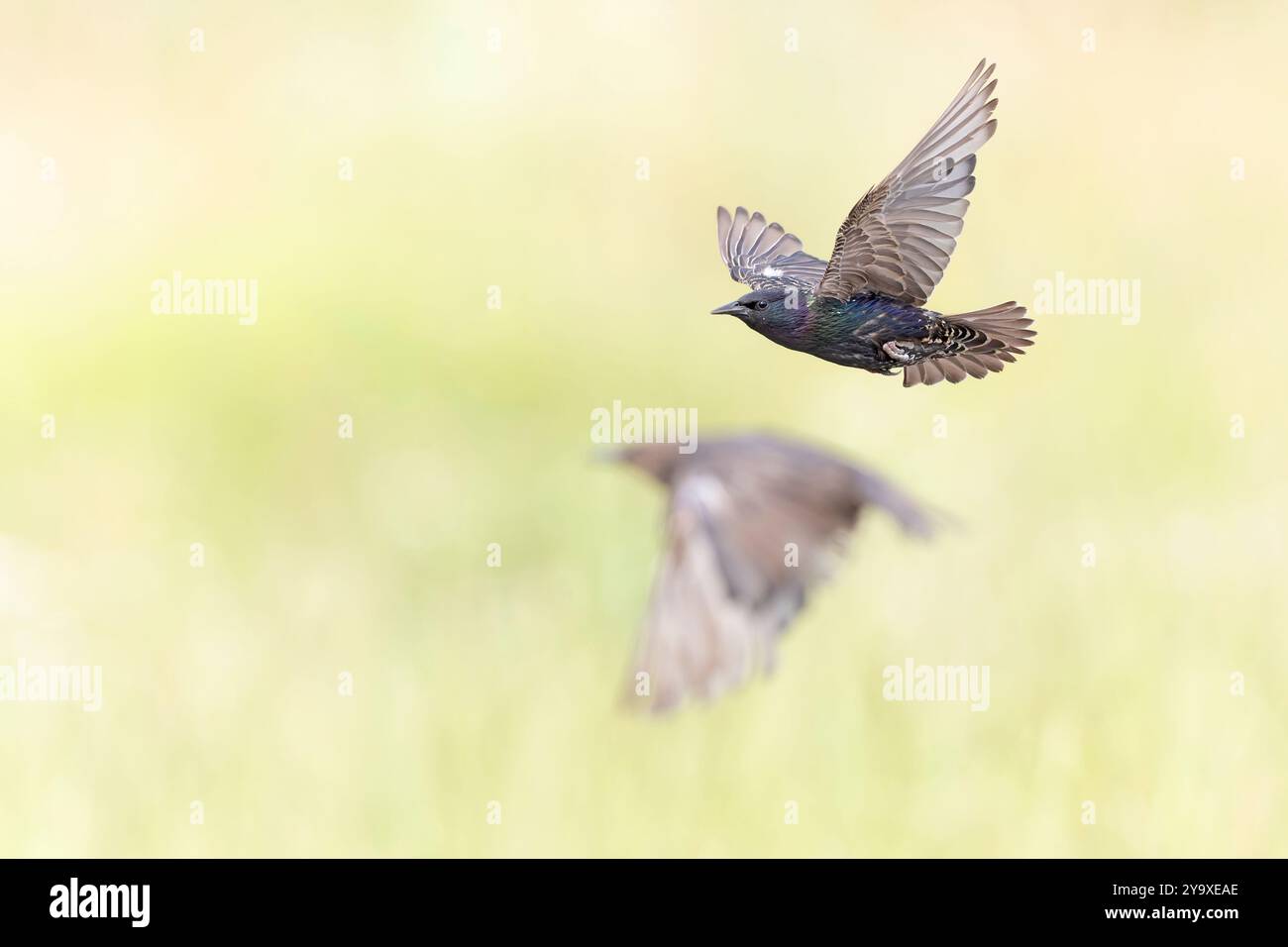 common starling (Sturnus vulgaris) in flight. Stock Photo