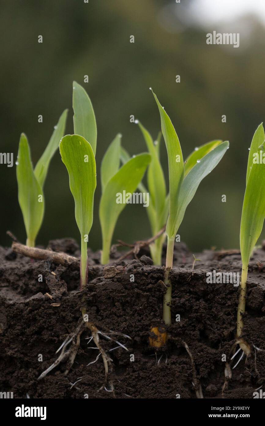 young corn plants in soil with roots Stock Photo - Alamy