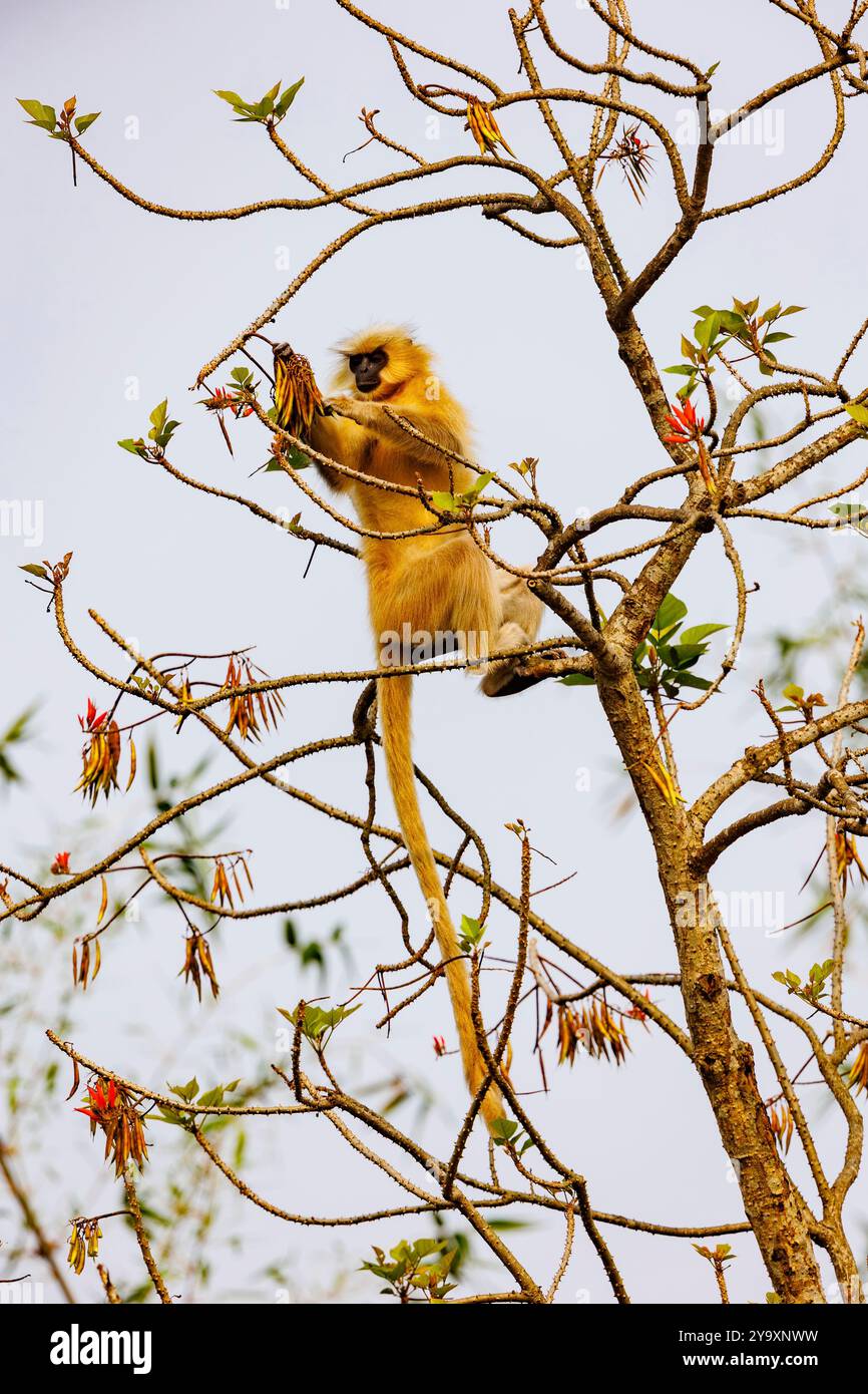 India, Assam, Manas National Park, golden langur, or Gee's ...