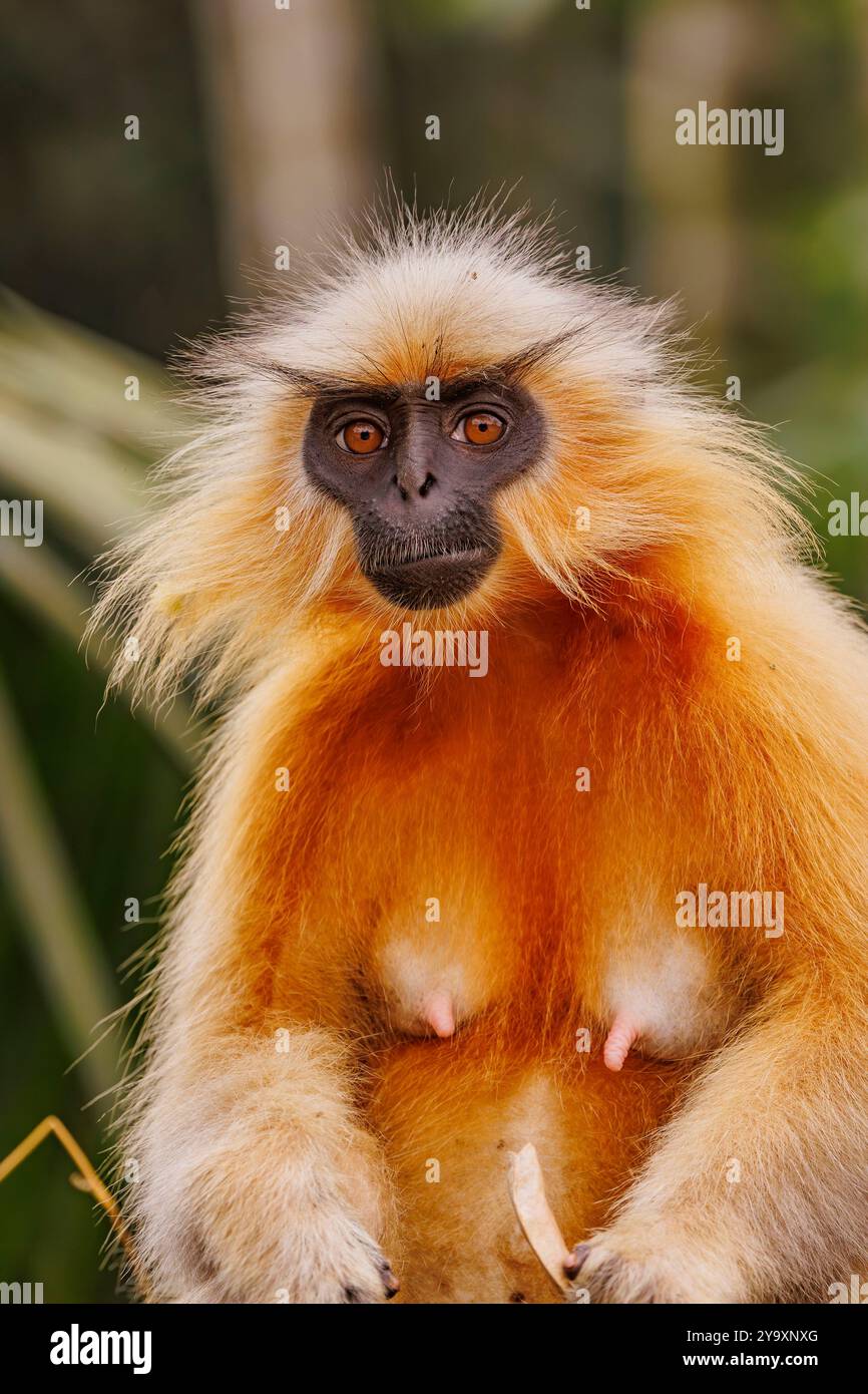 India Assam Manas National Park Golden Langur Or Gee s india-assam-manas-national-park-golden-langur-or-gee-s