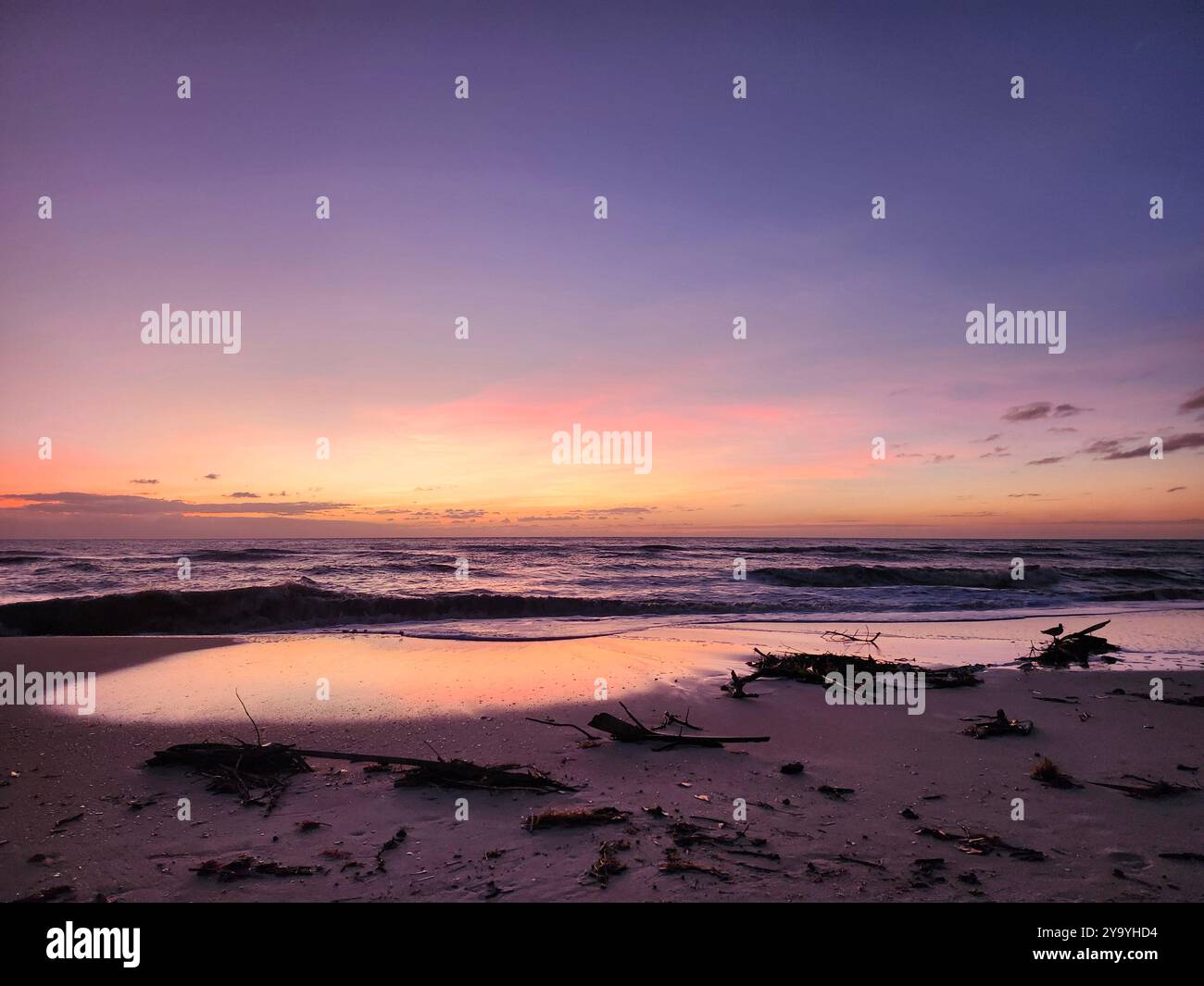 Night is coming in a few minutes after the sun goes down. Pink and violet colors of a sunset on the beach. Small birds are looking for food - Smartphone Captured Stock Image