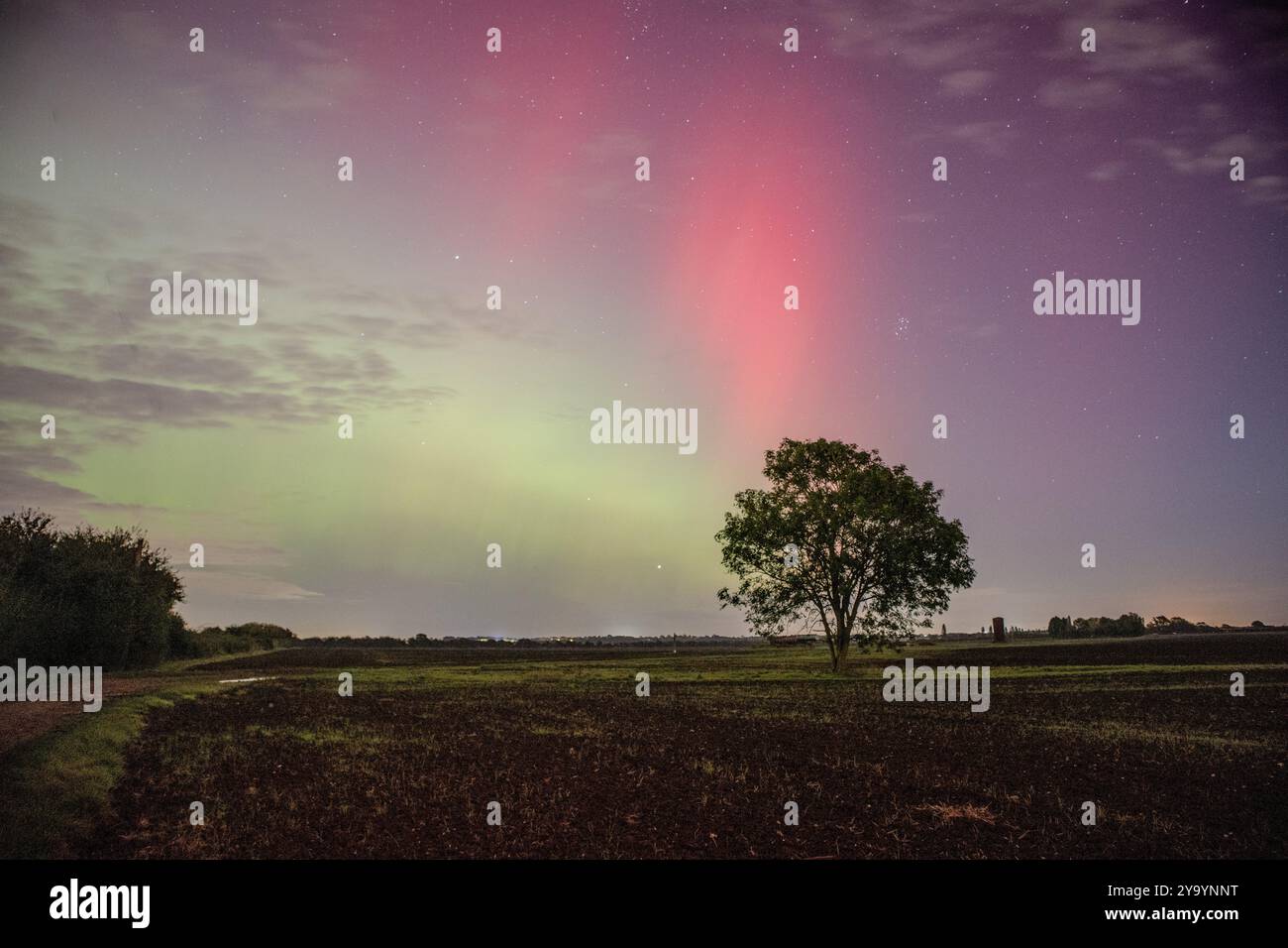 An Oak Tree in front of the Northern Lights (Aurora Borealis Stock ...