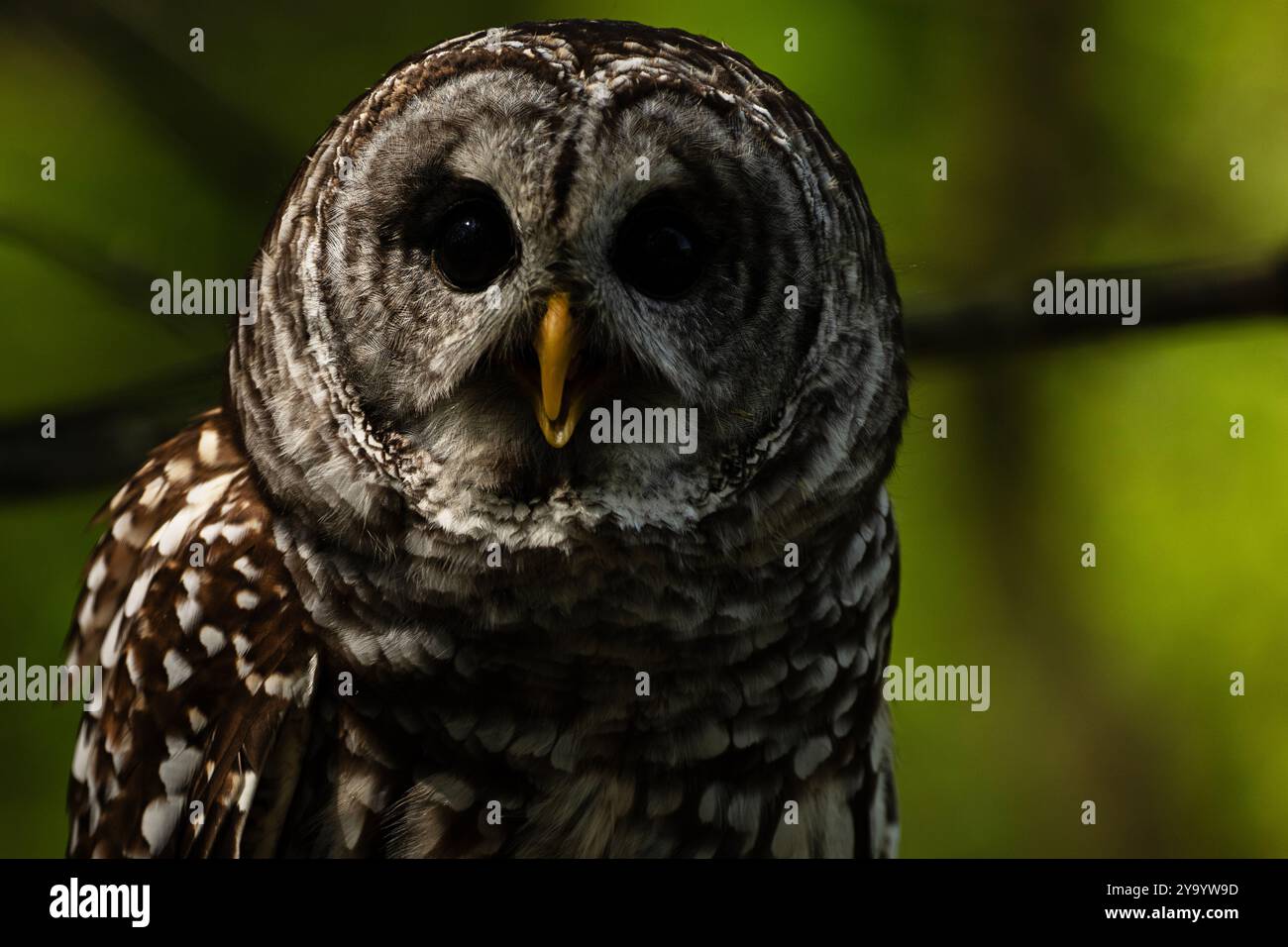 Strix Vari A trained barred owl. Strix varia Stock Photo - Alamy