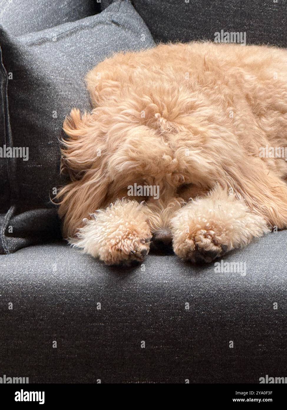 cute dog laying on the couch - Smartphone Captured Stock Image