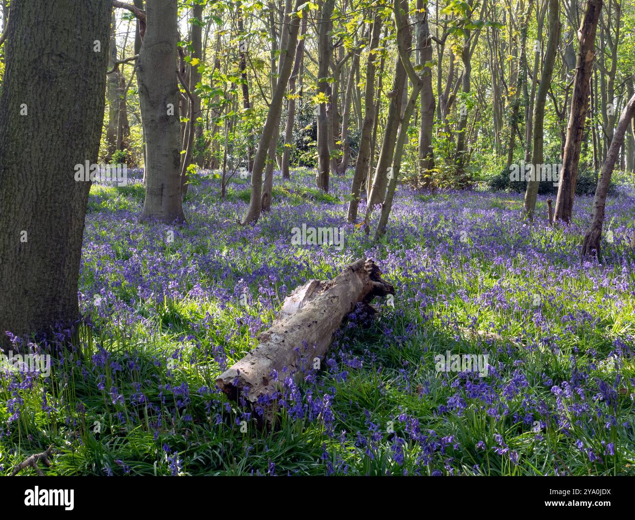 Bluebell Woods Picture 2 Stock Photo