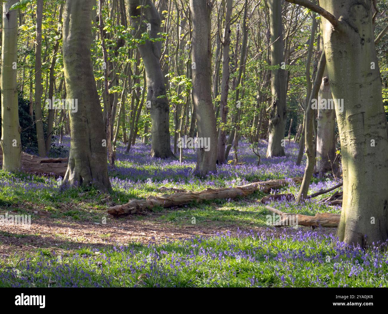 Bluebell Woods Picture 1 Stock Photo