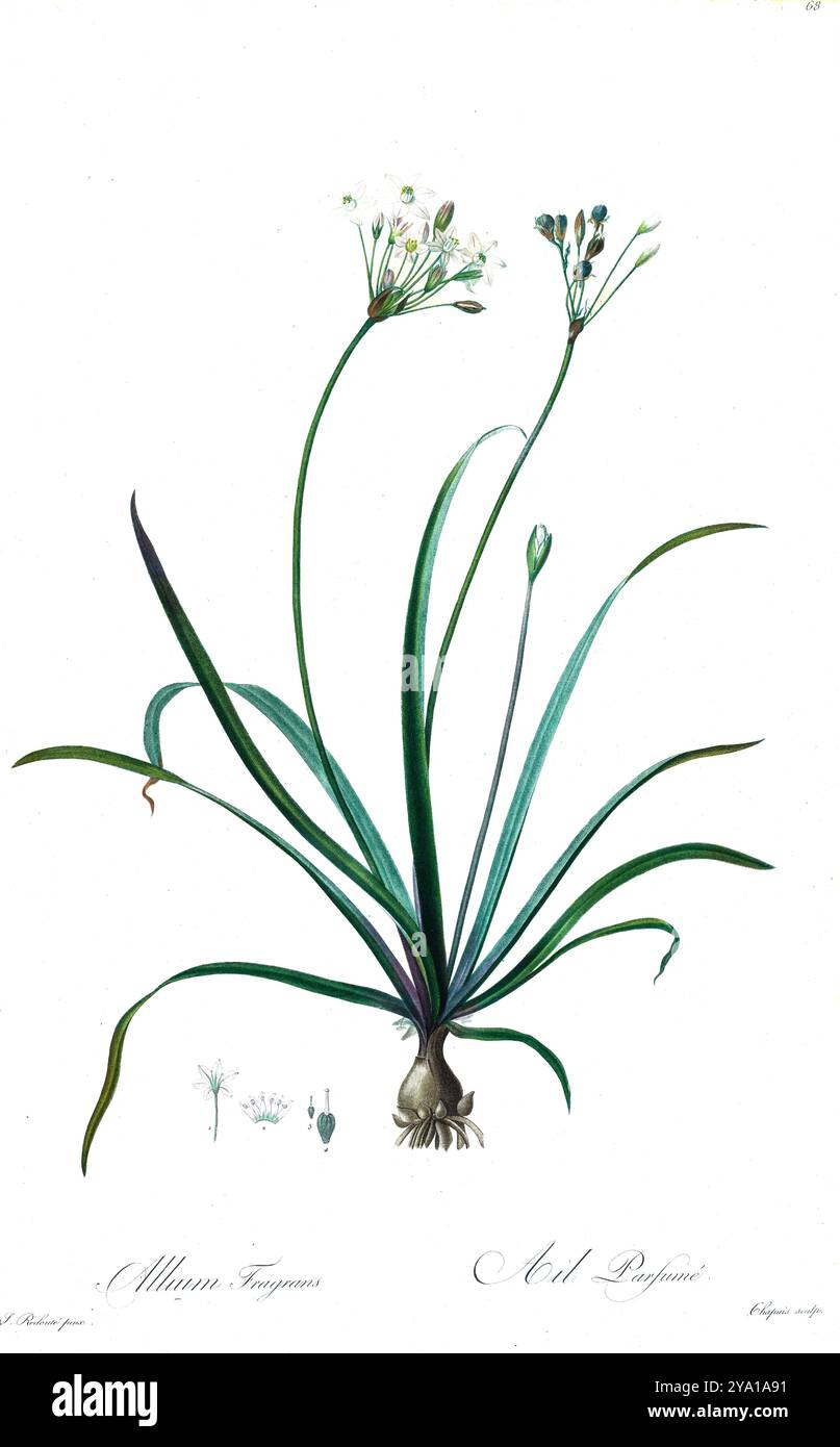 Allium fragrans hi-res stock photography and images - Alamy