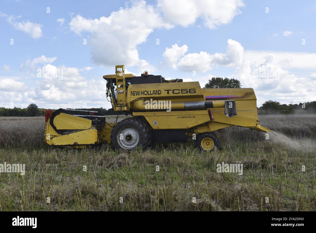 Combine harvester harvesting rapeseed, Germany, Europe Stock Photo