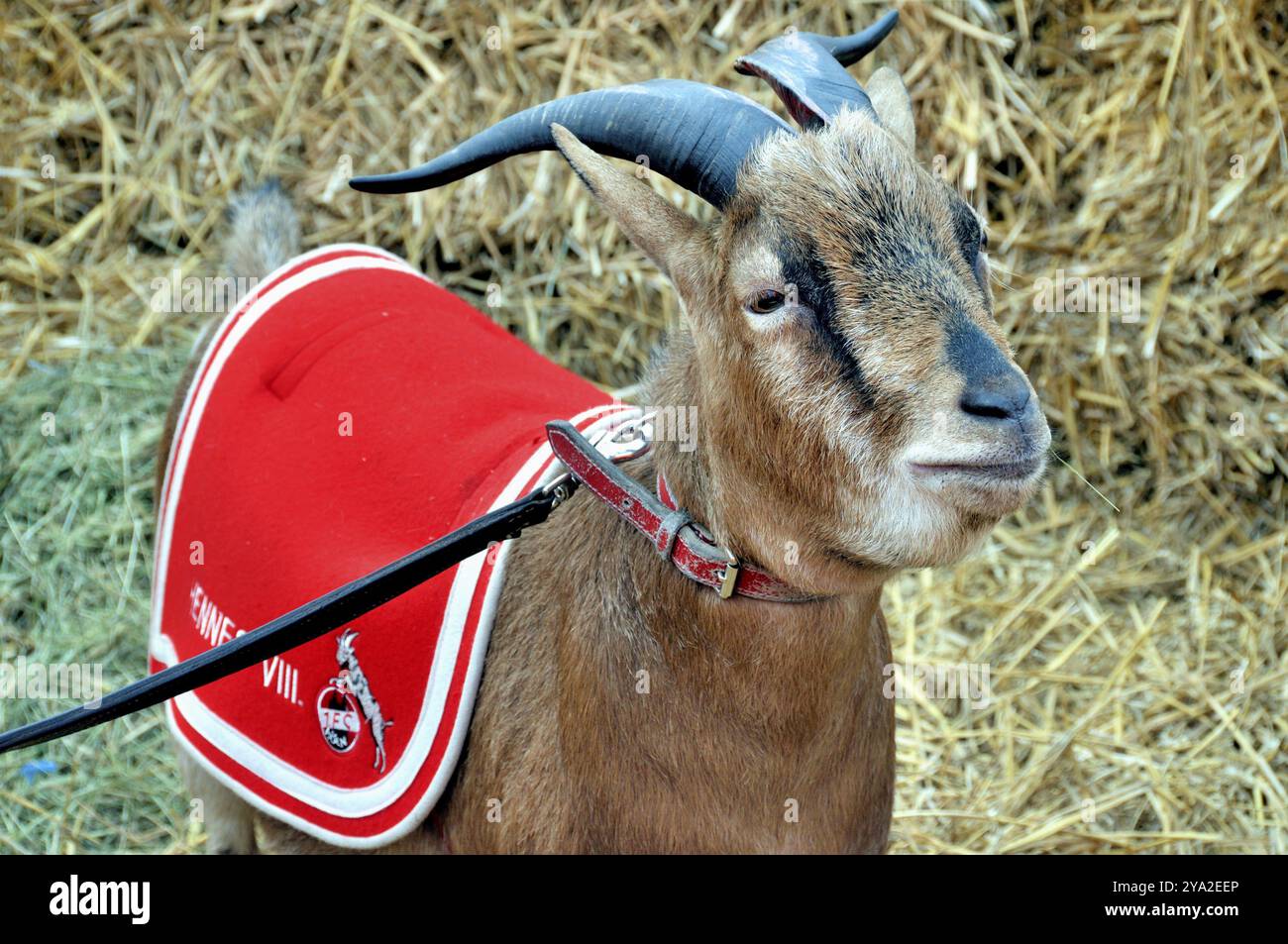 Hennes stock hotsell