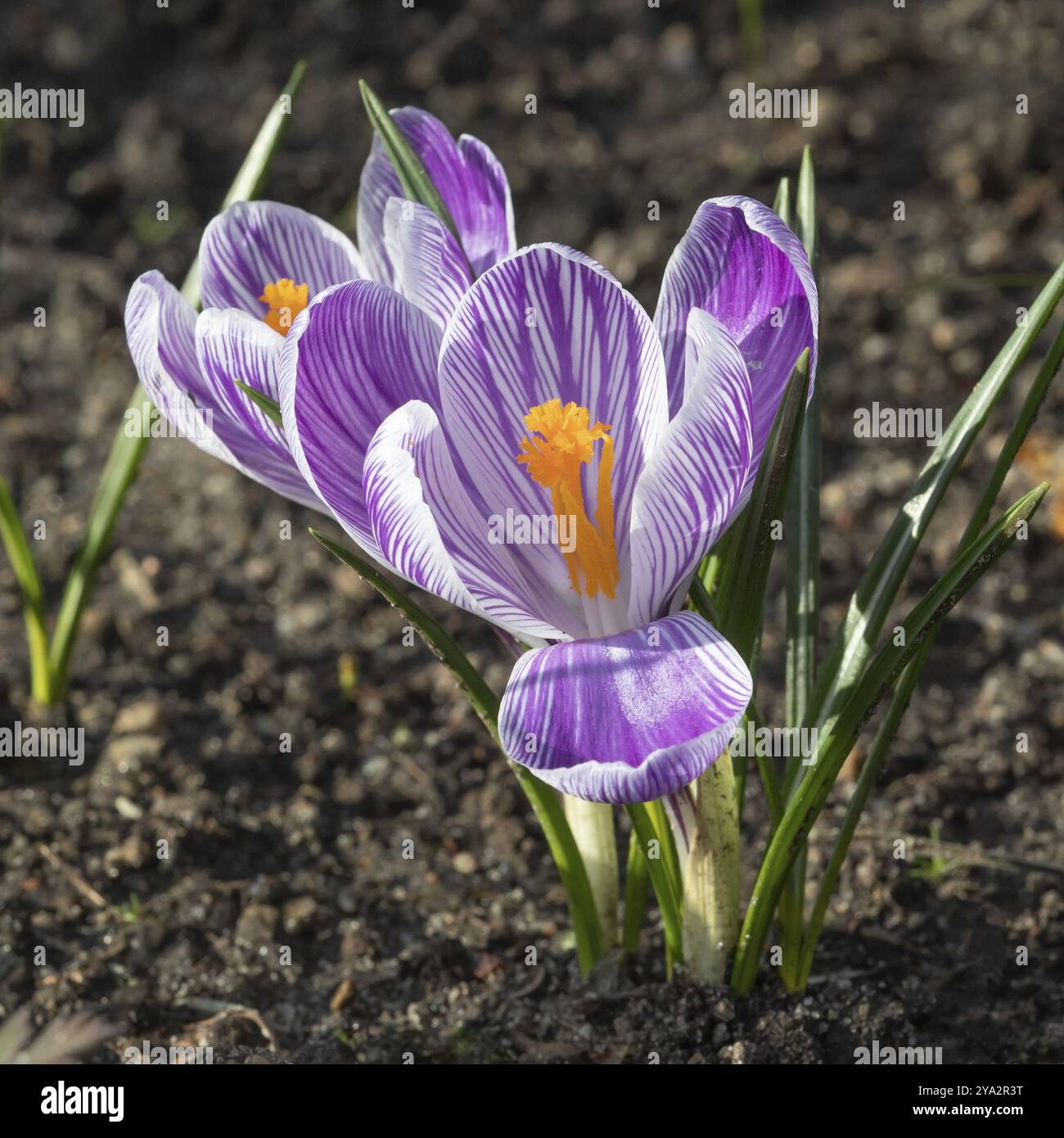 Blooming crocuses or croci with white petals with lilac stripes and orange stigma and anthers (Crocus vernus var. Pickwick, spring crocus) . Pickwick Stock Photo