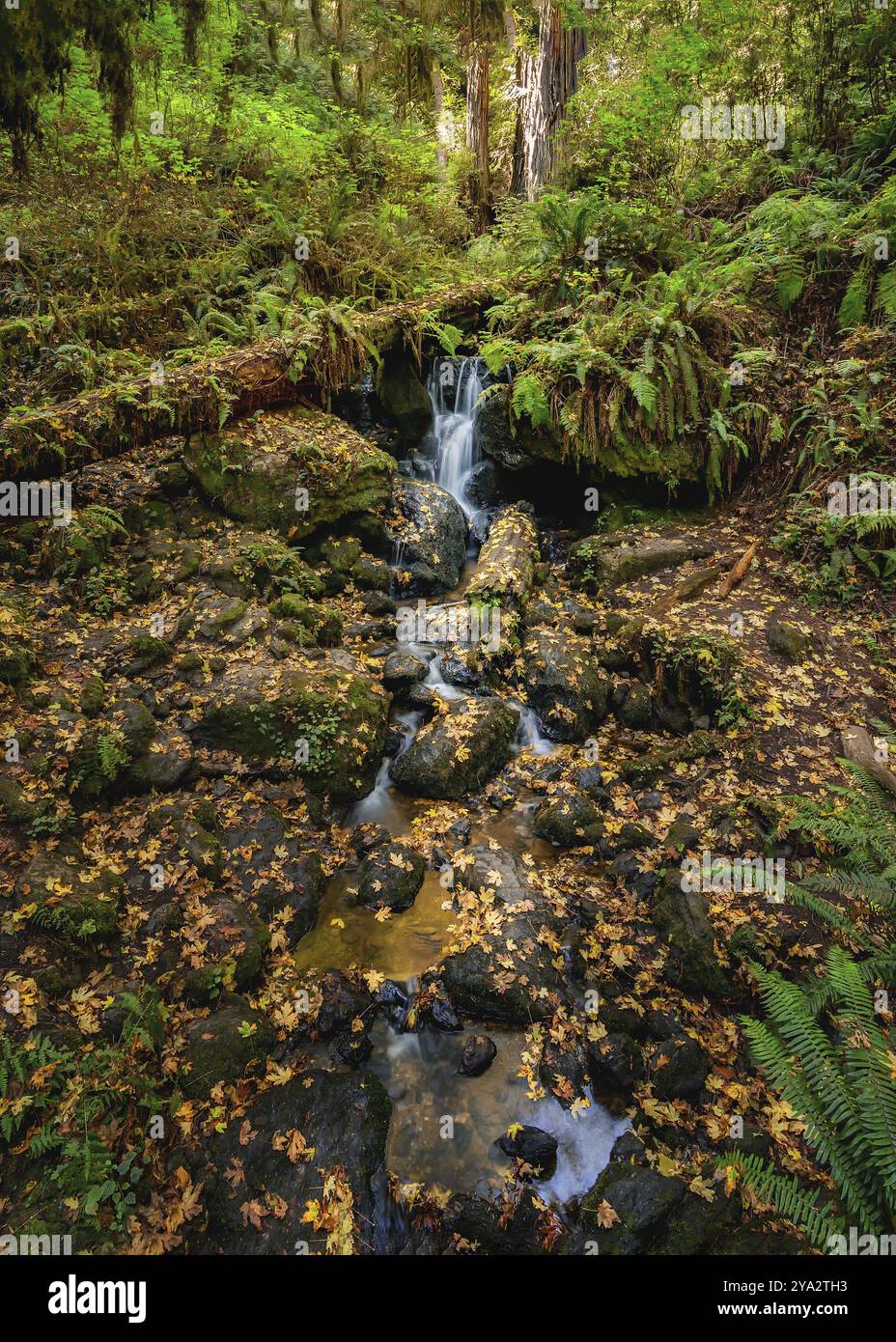 Trillium Falls, Orick, California, Color Image, Day Stock Photo