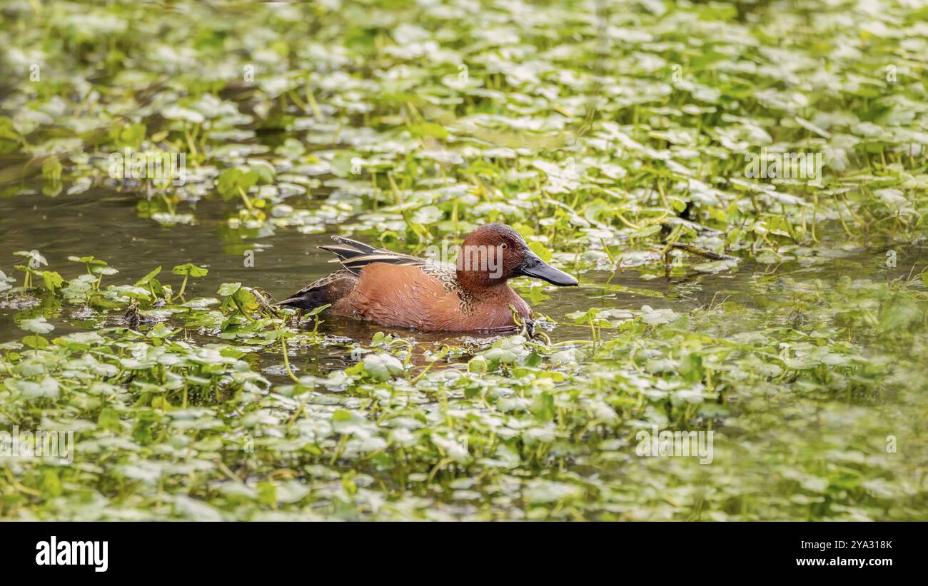 Empty duck pond hi-res stock photography and images - Alamy
