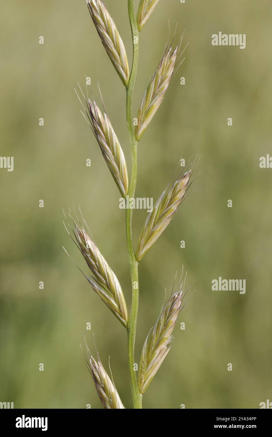 Rigid ryegrass hi-res stock photography and images - Alamy