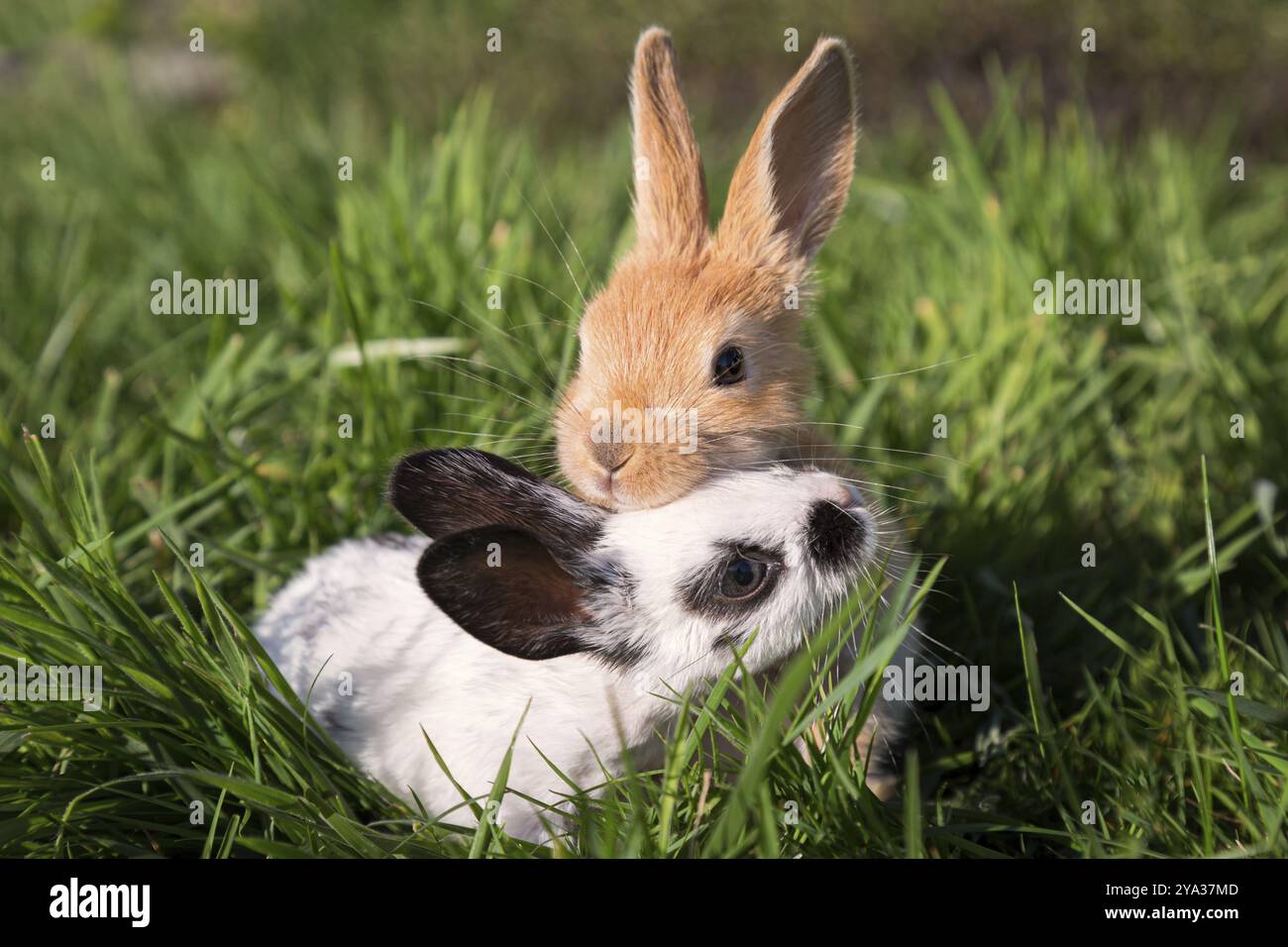 baby-bunnies-hi-res-stock-photography-and-images-alamy