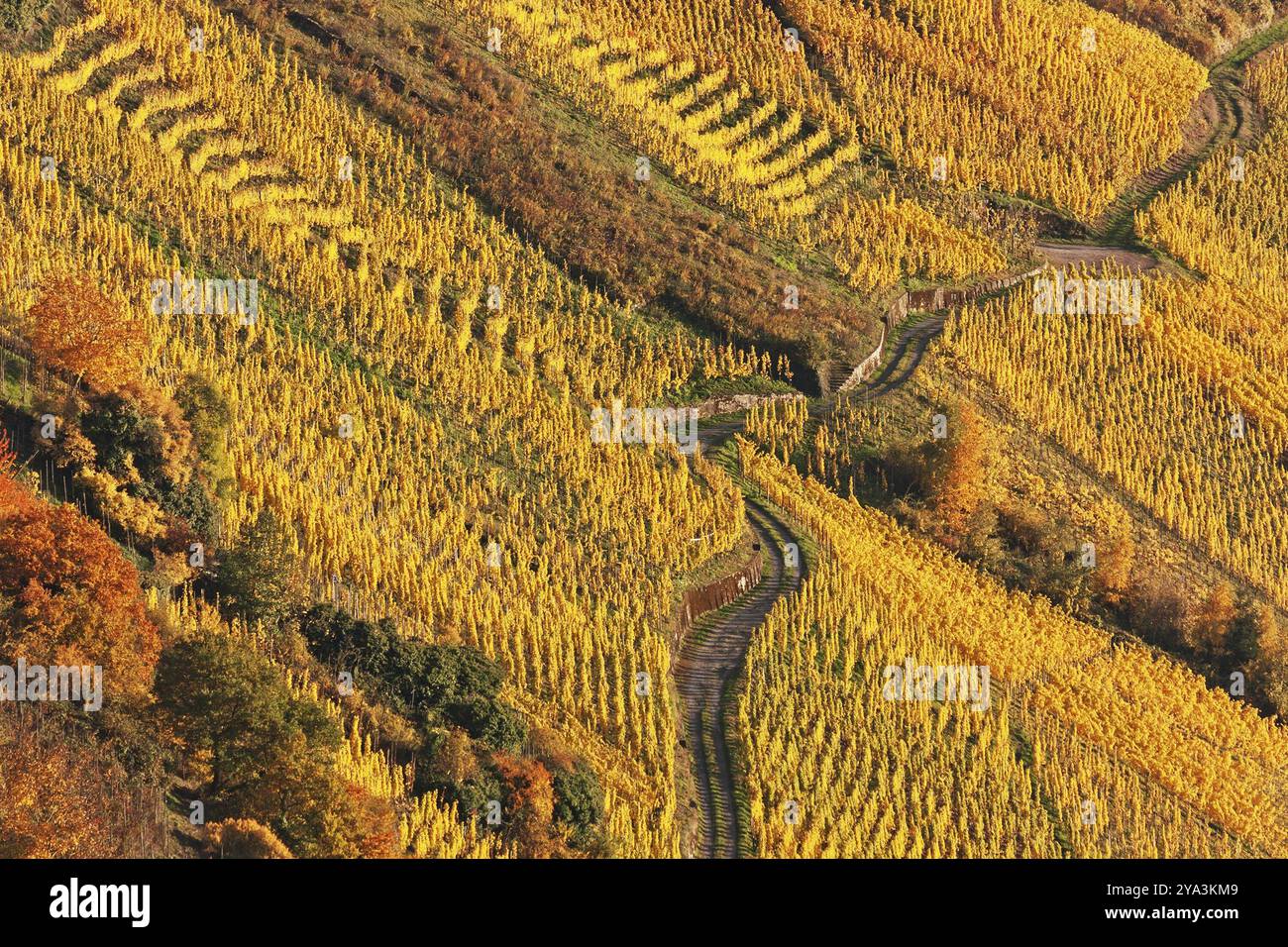 Vineyard in autumn foliage at the river Moselle near Traben-Tarbach and Kroev, in Rhineland-Palatinate, Germany, Europe Stock Photo