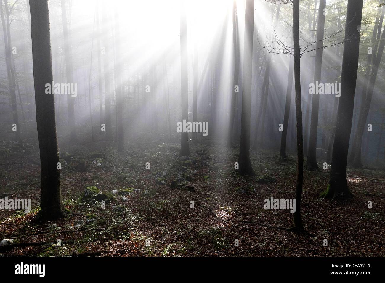 Beautiful light beams through misty fog in a primeval forest of Kocevski rog in dolenjska region in slovenia, beautiful secluded forest, scenic light Stock Photo