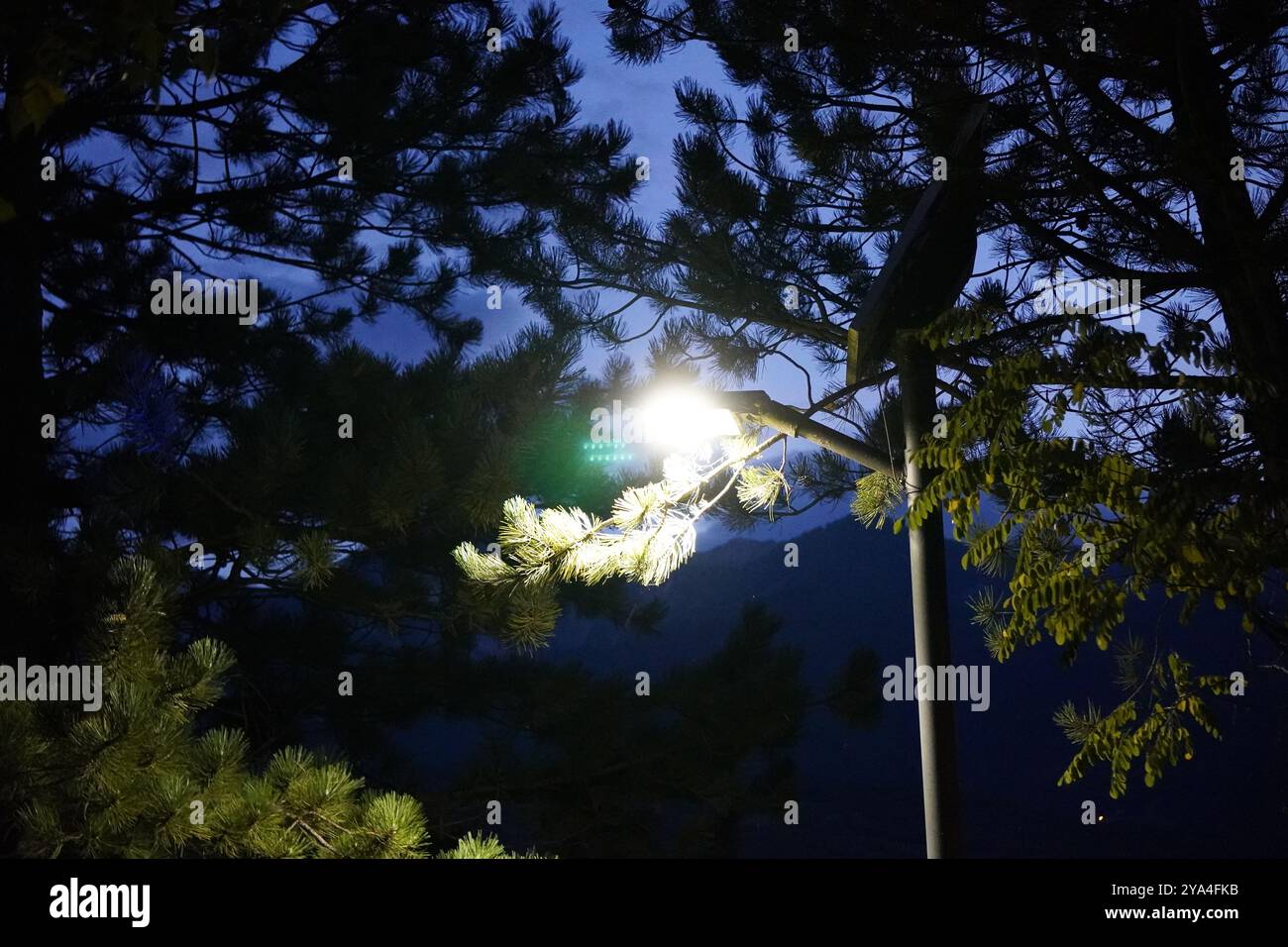 A streetlight illuminating tree branches under the night sky, creating a mysterious and serene atmosphere in the midst of nature. Stock Photo