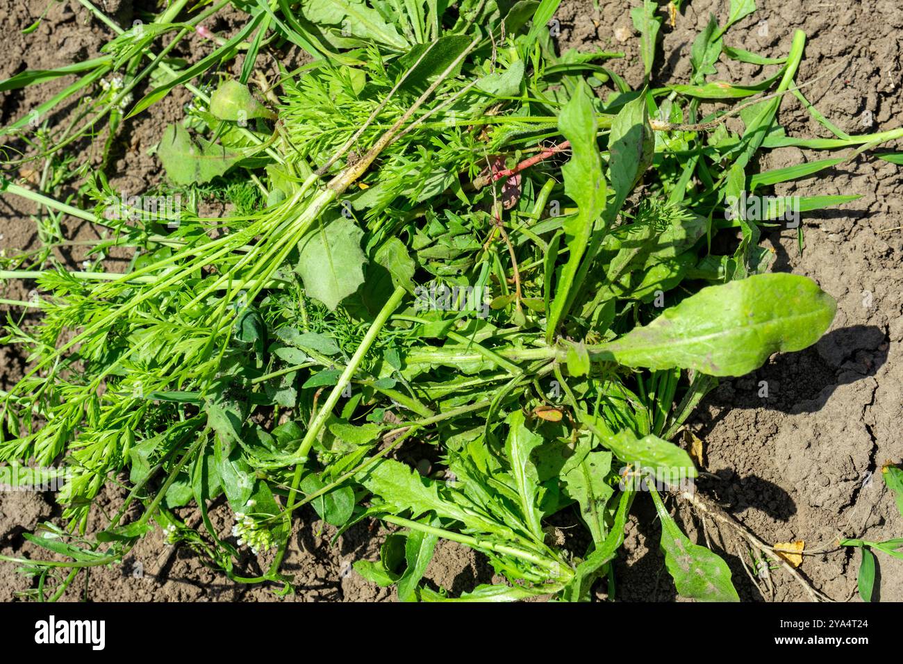 Sunlight on the weeds hi-res stock photography and images - Alamy